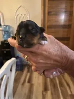 Elfie, a female Yorkshire Terrier for sale in Ardmore, OK – 2 of 3
