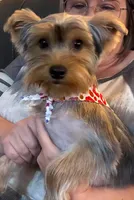 Mickey, a male Yorkshire Terrier for sale in Ardmore, OK – 3 of 3