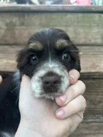 Scout, a male Cocker Spaniel for sale in Ardmore, OK – 5 of 7