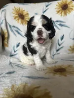 Thor, a male Cocker Spaniel for sale in Ardmore, OK – 3 of 6