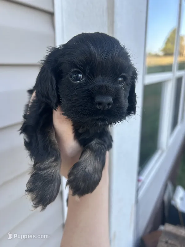 Cooper – Cocker Spaniel puppy for sale in Ardmore, OK
