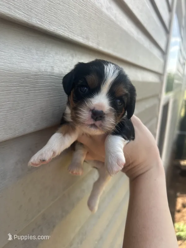 Poppy – Cavalier King Charles Spaniel puppy for sale in Ardmore, OK