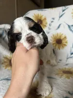 Thor , a male Cocker Spaniel for sale in Ardmore, OK – 3 of 6