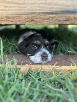 Copper, a male Cocker Spaniel for sale in Ardmore, OK – 1 of 3