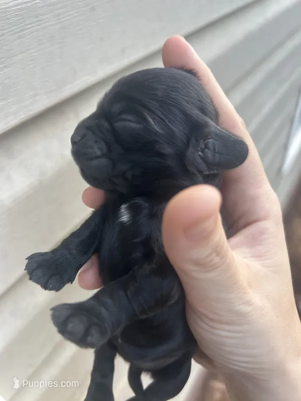 Izzy – Cocker Spaniel puppy for sale in Ardmore, OK