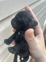 Izzy, a female Cocker Spaniel for sale in Ardmore, OK – 1 of 3