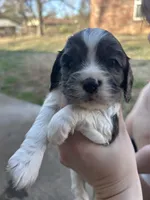 processed/e88d05ab-db3d-4fbf-99b2-084fdd859558/listing/c6c986a1-a99c-4e0b-ab82-cd1eef323a1f/667ad0ed-fb9a-48a5-842c-e5e8e8fb9fb7