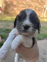 processed/e88d05ab-db3d-4fbf-99b2-084fdd859558/listing/c6c986a1-a99c-4e0b-ab82-cd1eef323a1f/ee0457ac-5058-4dd9-b7bd-8f6b69d7be19