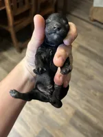 Clyde, a male Poodle - Miniature  for sale in Ardmore, OK – 2 of 2