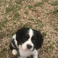 Jess, a male Cocker Spaniel and Cockalier for sale in Ardmore, OK – Photo 1 of 6