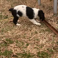 Jess, a male Cocker Spaniel and Cockalier for sale in Ardmore, OK – Photo 6 of 6