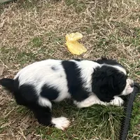 Jess, a male Cocker Spaniel and Cockalier for sale in Ardmore, OK – Photo 4 of 6