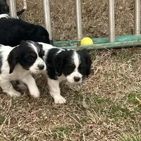 Jess, a male Cocker Spaniel and Cockalier for sale in Ardmore, OK – Photo 5 of 6