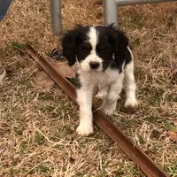 Jess, a male Cocker Spaniel and Cockalier for sale in Ardmore, OK – Photo 3 of 6
