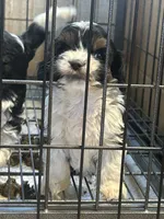 Markley, a female Cavapoo for sale in Ardmore, OK – 2 of 2