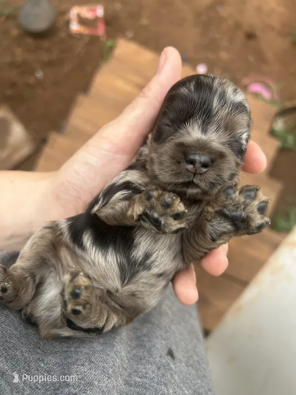 Shep – Cocker Spaniel puppy for sale in Ardmore, OK