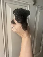 Toto, a male Poodle - Toy  for sale in Ardmore, OK – 2 of 4