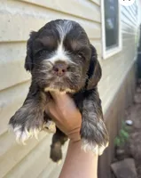 Athena, a female Cocker Spaniel for sale in Ardmore, OK – 1 of 1
