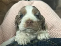 Lady Mae, a female Cocker Spaniel for sale in Ardmore, OK – 4 of 9
