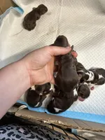 Oliver, a male Cocker Spaniel for sale in Ardmore, OK – Photo 2 of 3