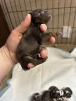 Oliver, a male Cocker Spaniel for sale in Ardmore, OK – Photo 3 of 3