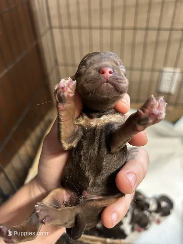 Oliver – Cocker Spaniel puppy for sale in Ardmore, OK