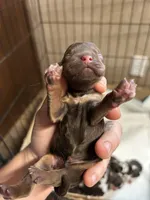 Oliver, a male Cocker Spaniel for sale in Ardmore, OK – Photo 1 of 3
