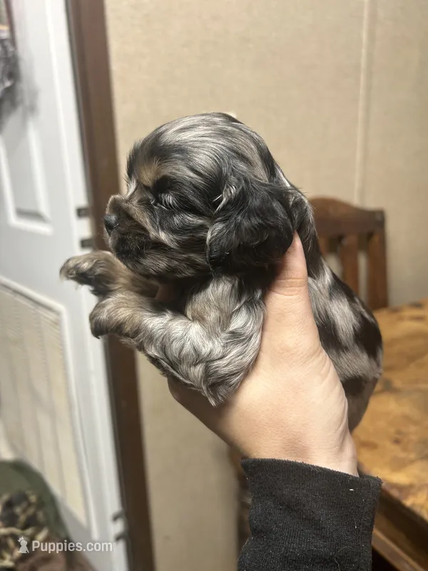 Shep – Cocker Spaniel puppy for sale in Ardmore, OK