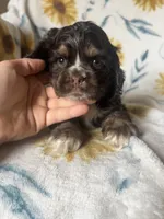 Athena, a female Cocker Spaniel for sale in Ardmore, OK – 2 of 3
