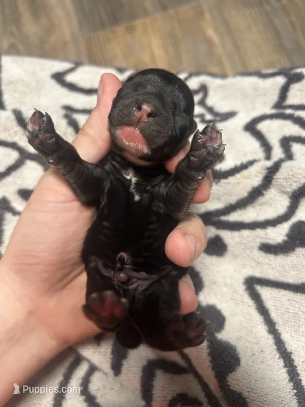 Zorro – Cocker Spaniel puppy for sale in Ardmore, OK