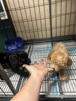 Rhett, a male Poodle - Miniature  for sale in Ardmore, OK – 3 of 3