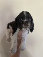 Jitter, a male Cocker Spaniel for sale in Ardmore, OK – 5 of 5