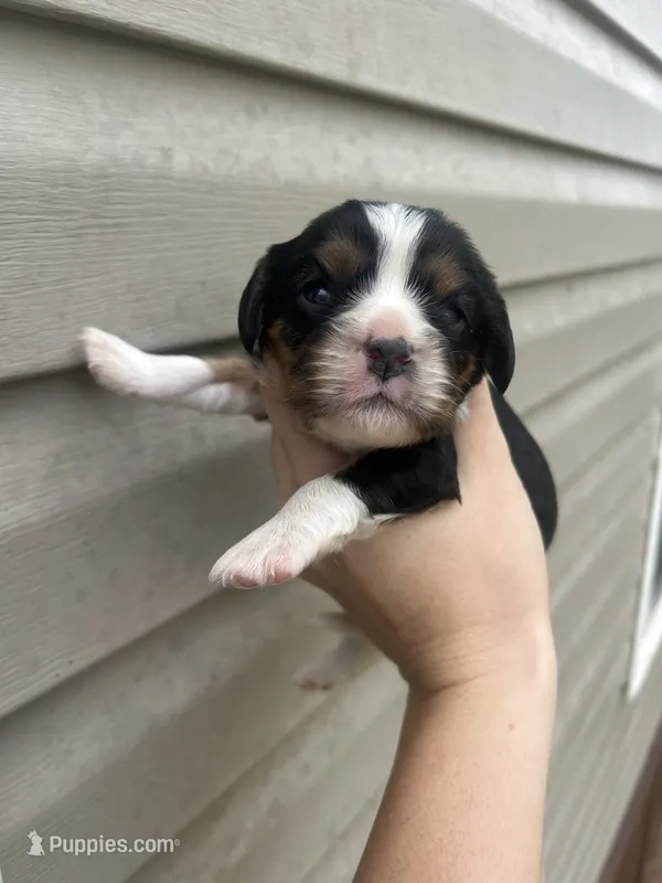 Poppy – Cavalier King Charles Spaniel puppy for sale in Ardmore, OK