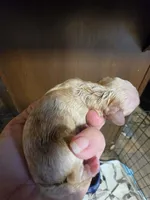 Lexi, a female Poodle - Miniature  for sale in Ardmore, OK – Photo 1 of 2