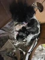 Lexi, a female Poodle - Miniature  for sale in Ardmore, OK – Photo 2 of 2