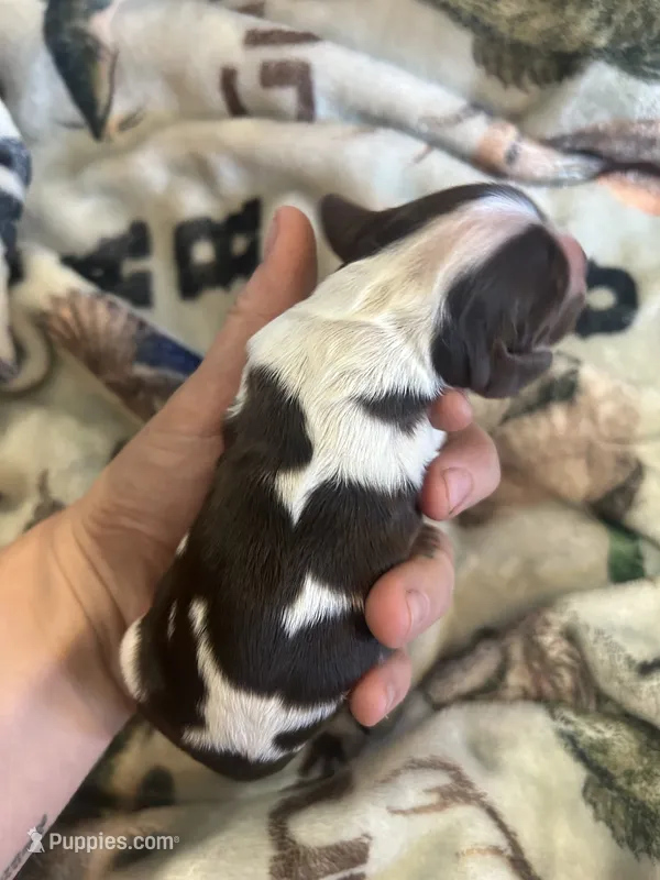 Amos – Cocker Spaniel puppy for sale in Ardmore, OK