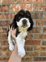Ziggy, a male Cocker Spaniel for sale in Ardmore, OK – 2 of 5