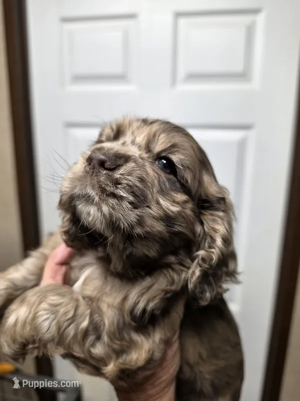 Maple – Cocker Spaniel puppy for sale in Ardmore, OK