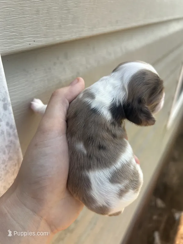 Stella – Cocker Spaniel puppy for sale in Ardmore, OK