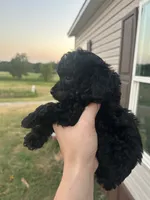 Clyde, a male Poodle - Miniature  for sale in Ardmore, OK – 2 of 3