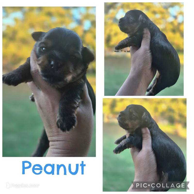 Peanut – Yorkshire Terrier puppy for sale in Ardmore, OK