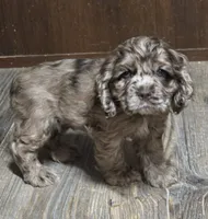 Maple, a female Cocker Spaniel for sale in Ardmore, OK – 2 of 3