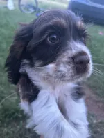 Scout, a male Cocker Spaniel for sale in Ardmore, OK – 7 of 7