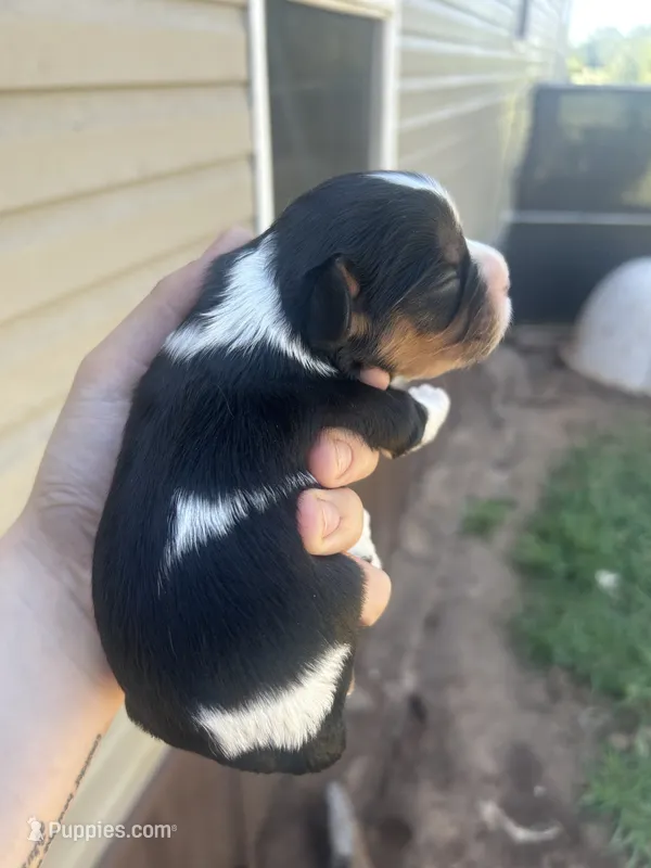 Poppy – Cavalier King Charles Spaniel puppy for sale in Ardmore, OK