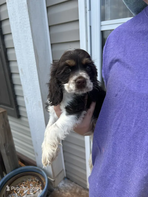 Scout – Cocker Spaniel puppy for sale in Ardmore, OK