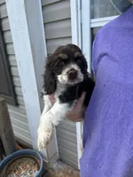 Scout, a male Cocker Spaniel for sale in Ardmore, OK – 1 of 7
