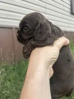 Zola, a female Cocker Spaniel for sale in Ardmore, OK – 2 of 3