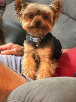 Mickey, a male Yorkshire Terrier for sale in Ardmore, OK – 2 of 3