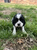 Bennie, a male Cocker Spaniel and Cockalier for sale in Ardmore, OK – Photo 2 of 2