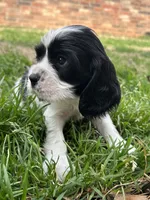 Bennie, a male Cocker Spaniel and Cockalier for sale in Ardmore, OK – Photo 1 of 2